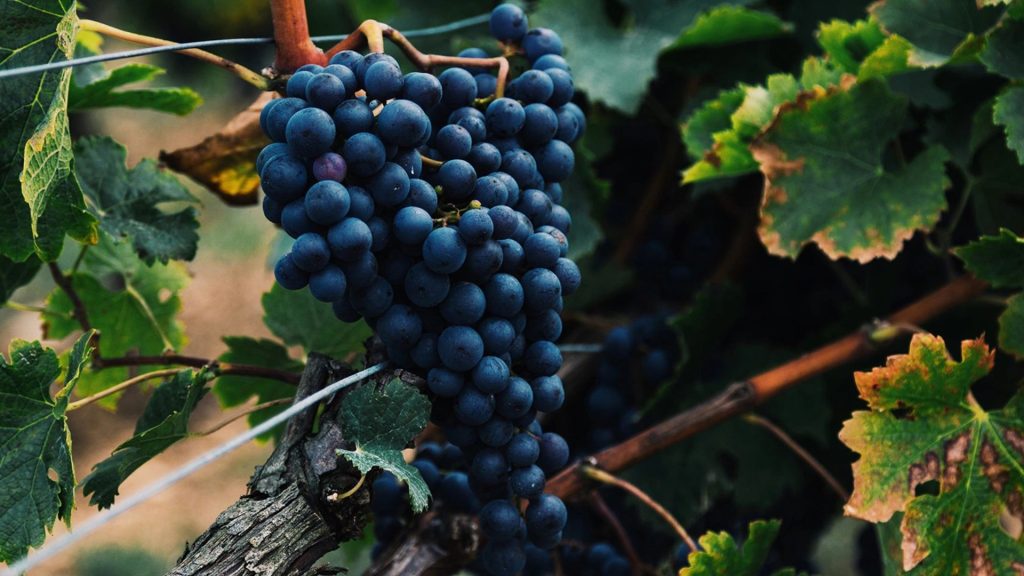 Những giống nho làm rượu vang đỏ nổi tiếng 