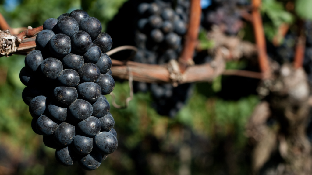 Những giống nho làm rượu vang đỏ nổi tiếng 