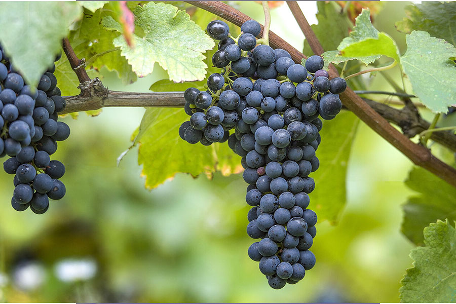 Những giống nho làm rượu vang đỏ nổi tiếng 