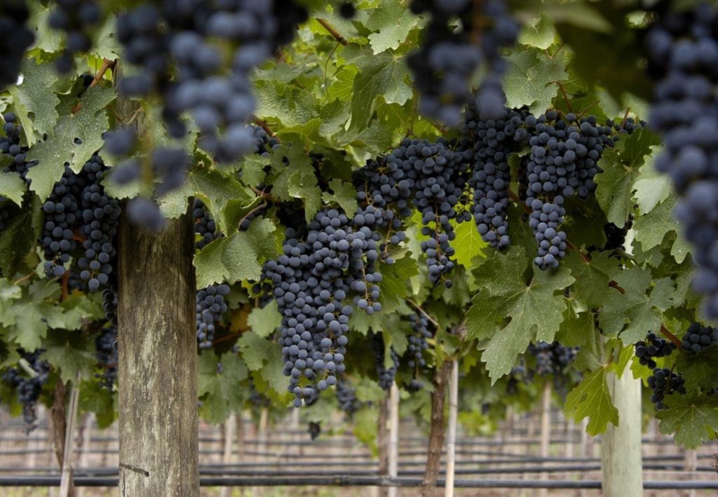 Những giống nho làm rượu vang đỏ nổi tiếng 