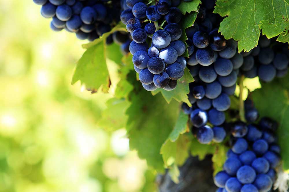 Những giống nho làm rượu vang đỏ nổi tiếng 